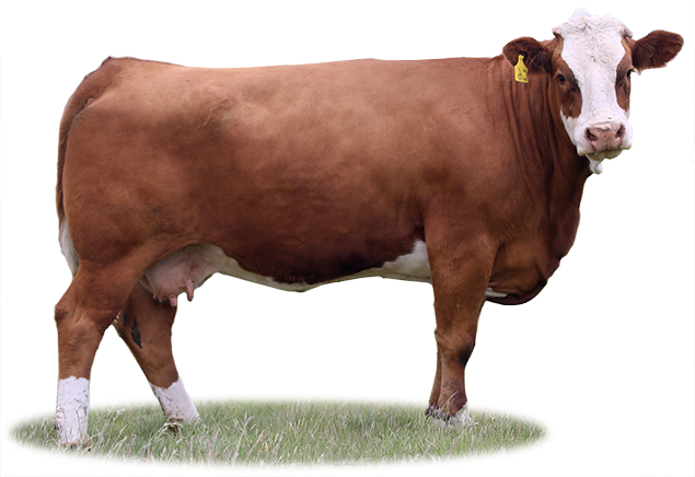 Isolated Cow